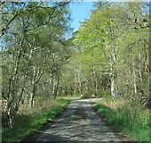 NM6585 : Road through woodland by Gordon Hatton