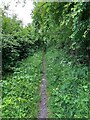 Woodland path at Norton Common