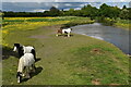 Ponies grazing beside the River Hiz