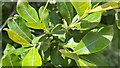 Willow leaves - near Old Lodge Nature Reserve