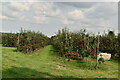 Apple orchard