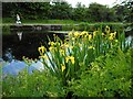 Yellow flag iris