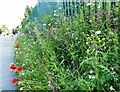 Roadside nature reserve on the A2 London Road, Faversham