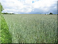 Arable land, Little Marcle