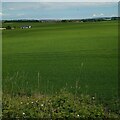 NT0971 : Farmland: Kilpunt by Jim Smillie