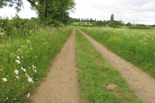 Daisies on the bridleway to Wardington