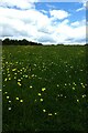 Buttercups in a field