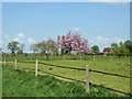 Cherry tree by drive to Bluegate Hall