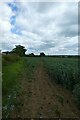 Path in a field of beans