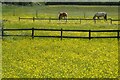 Horses among the buttercups