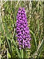 Marsh Orchid