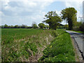 Ditch and verge, Lubberhedges Lane