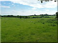 Sheep in a field near Huntington