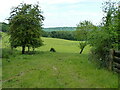 Sheep in a field at Braggers Hill