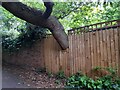 Tree growing through a fence on Wild Hatch, Hampstead Garden Suburb