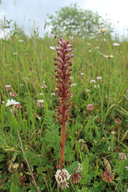 Common Broomrape by the Busway