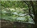 SU7856 : Elvetham - Pool in pine wood by Rob Farrow