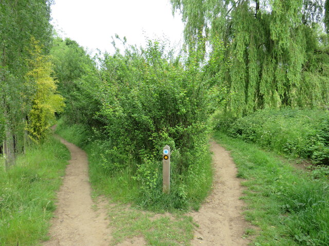 Paths fork near Gomshall