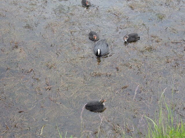 Coot Family View