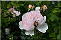 Woodchurch, Boldshaves Garden: Rose 1