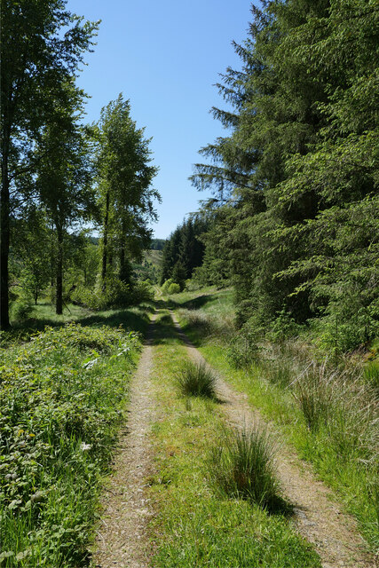 Forestry track opposite Kershope Head