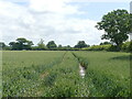 Wheat field with tramlines