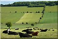 Pasture, Sutton Veny