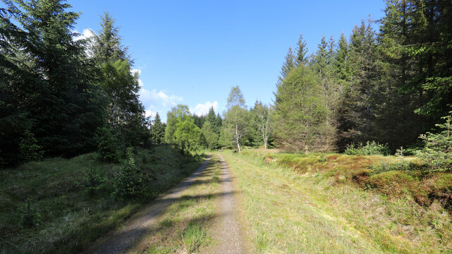Tay Forest trail