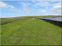 SE0564 : The sheep grazed banking of Grimwith Reservoir dam by Peter Wood