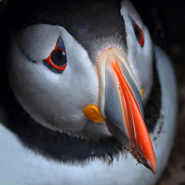 A puffin on Inner Farne