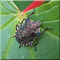 Shield Bug