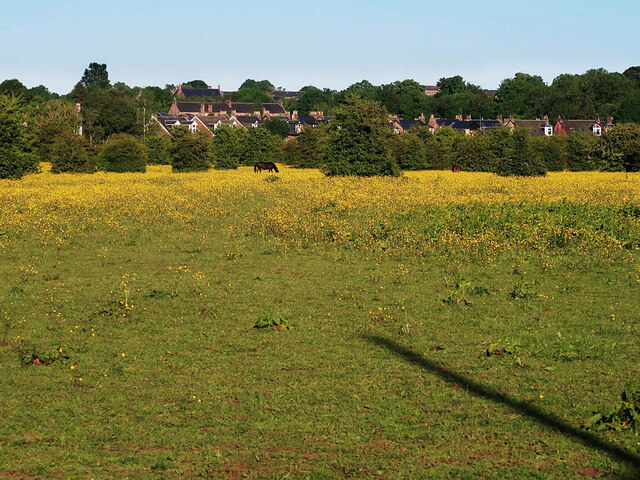 Horse in a field of buttercups
