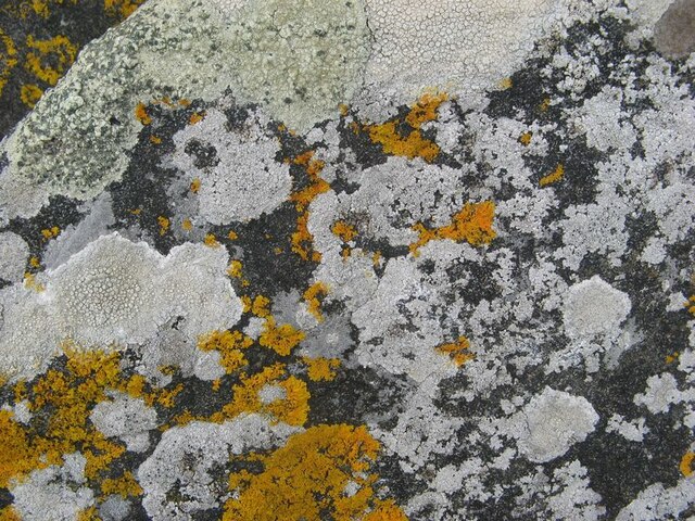Lichens on the upper shore