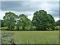 Hedgerow trees, Dunsfold