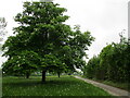 Horse chestnut at Shelland