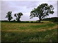 View to field boundary