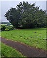 SO4707 : Churchyard yews, Cwmcarvan, Monmouthshire by Jaggery