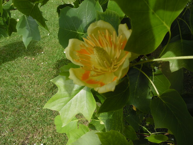 Flower of a Tulip Tree at Waterperry Gardens