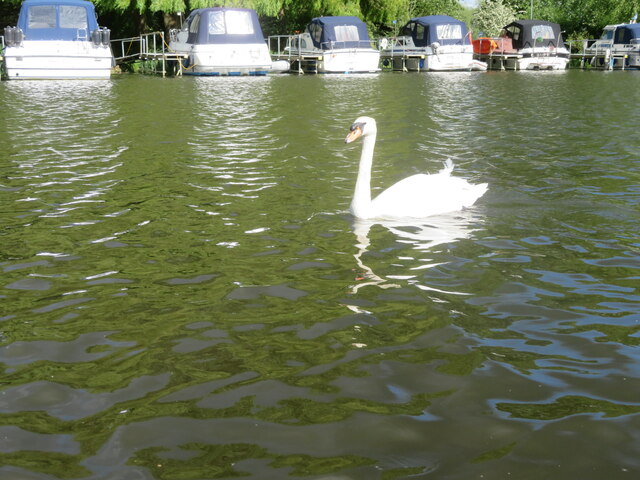 Swan in the Boathaven Marina