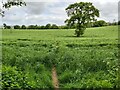 Footpath through Crops