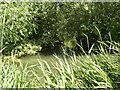 A small side channel on the River Hull