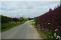 Road beside Cobdale Cottage