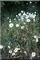 Daisies by Leicester Road, Great Glen