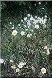 SP6497 : Daisies by Leicester Road, Great Glen by David Howard