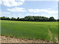 Barley on the hill