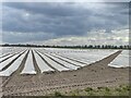 Horticultural fleece protecting crops at Knodishall Whin