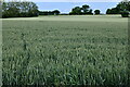 Blofield: Wheat crop