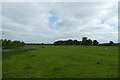 Fields east of Pocklington