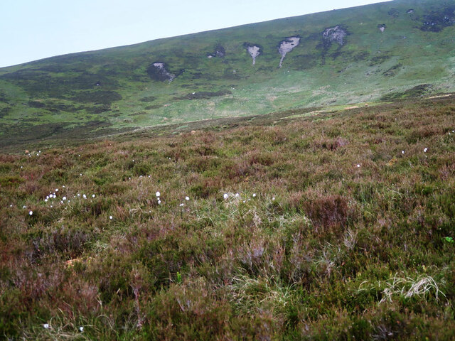 Cotton grass and heather moorland