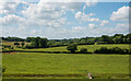 Cows in pasture field near Rolvenden